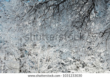 Close up of bush branches under the cap of snow. Tinted photo