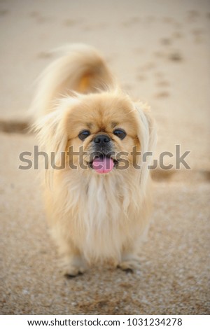 Pekingese dog outdoor portrait standing on beach