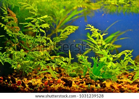 Aquarium with seaweed and fresh water, stones and soil for fish.
