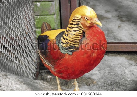 red yellow bird like chicken