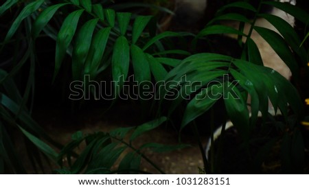 Palm tree grew on tropical islands. Plant has long blight leaves and doesn t grow high. Concept of botanic and new technologies for planting. 