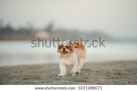 Shih Tzu dog outdoor portrait walking at beach