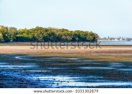 Exposed mud flats at the mangroves at low tide on the Manatee River in Bradenton, Florida