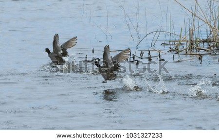 Two American coots landing in the water in the California delta 