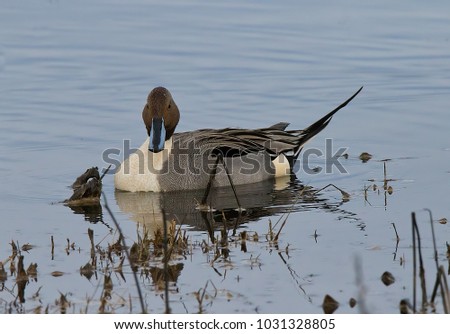 Northern Pintail duck swimming in the water of the California delta 