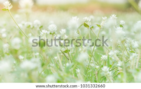beautiful white grass flowers in the fields green with the morning light falls on the surface, looked cheerful and lighthearted fantasy and cause unspeakable, natural and lighting concept.