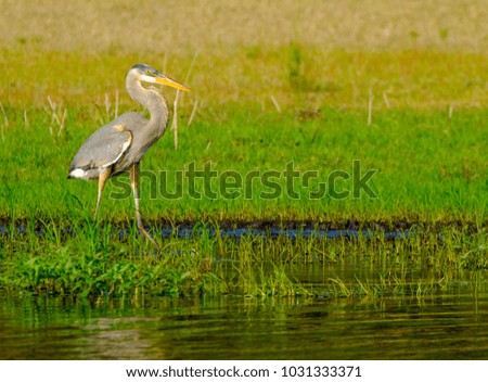 Crane birds in Florida