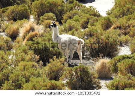 Pretty Picture of a White Lama amongst Green Shrubs High Up in the Andes Mountains, Bolivia