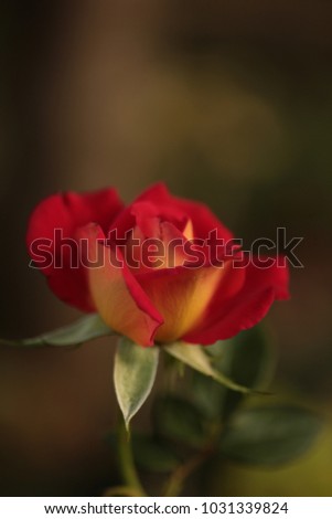 Red And Yellow Rose