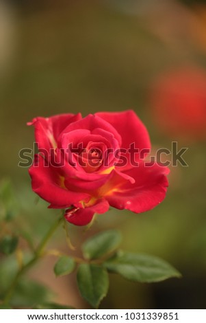 Red And Yellow Rose