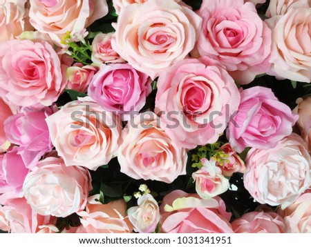 Colorful rose flower background