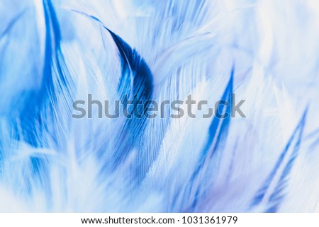 Abstract blue feather of bird for background
