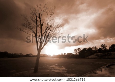 twilight cloud and tree for natural background