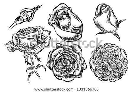 Flower rose set isolated on white background. Floral and buds with leaves collection. Vector.