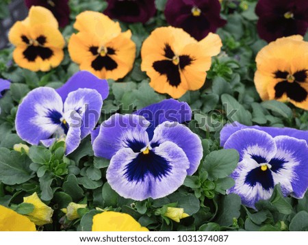 Pansy flower seedlings