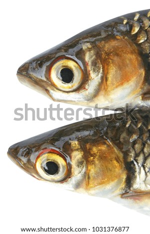 Texture head of Sulatan fish is  new breeding,Small freshwater fish