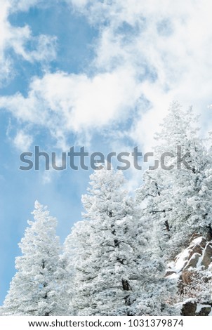 Snow Covered Peaks and Forests in the Rocky Mountains