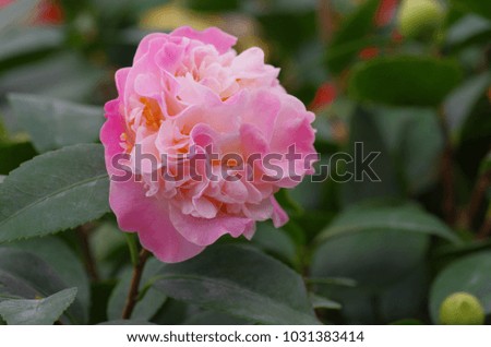 Camellia is a beautiful plant flower.