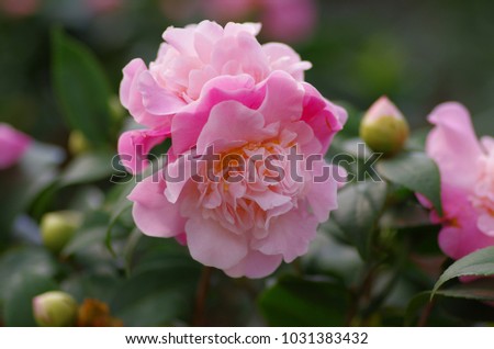 Camellia is a beautiful plant flower.