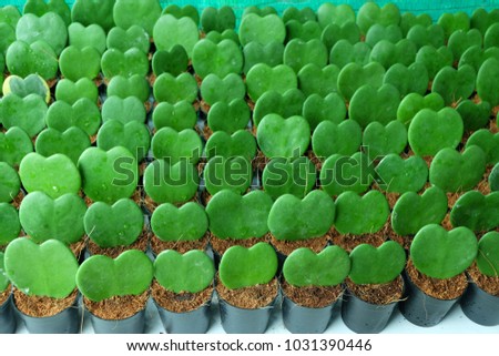 Green heart cactus leaf plant in the pot or Kerrii Hoya.