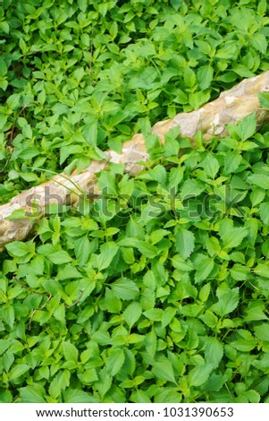 Green background of the ground cover plants. leaves texture. Top view. Natural green Grass texture. Abstract background. copy space.