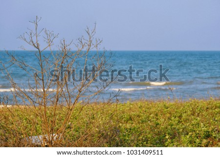 Dry trees along the coast have the sea as a backdrop