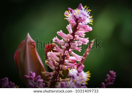 Close up Cordyline flower in garden