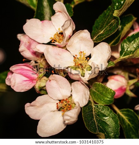 Flowers of apple trees in the evening. East Moravia. Europe.