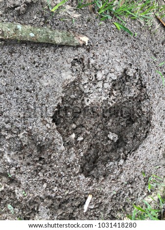 Heart shape footprints on upset fire ant pile
