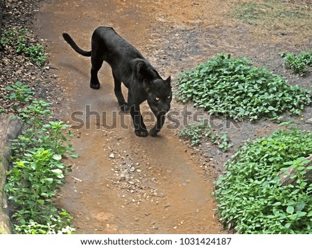 Closeup Black Panther Ready To Attack on Nature Background