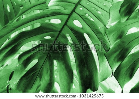 Beautiful surrealistic stylish glow green tropical palm leaf with light background