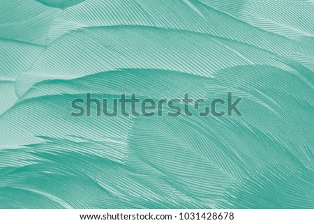 Beautiful green - white vintage color trends feather texture background