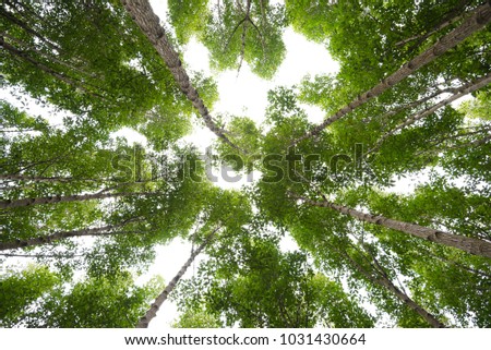 Forest trees nature,ant view backgrounds