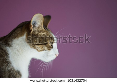 luigi : cat of family