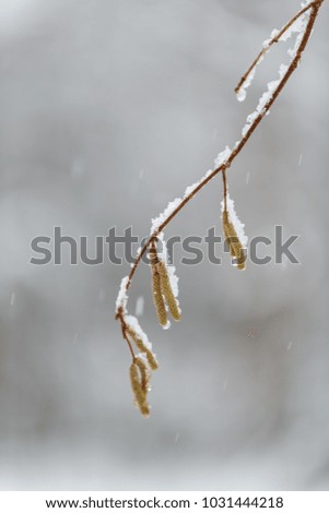 Abstract picture in the winter forest.Bavarian alps.Germany
