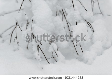 Abstract picture in the winter forest.Bavarian alps.Germany
