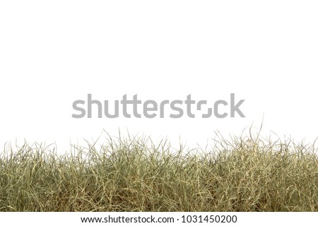 Dried grass isolated on white background.dry grass field. Royalty-Free Stock Photo #1031450200