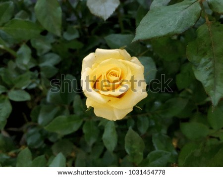 Yellow rose on green leaves background