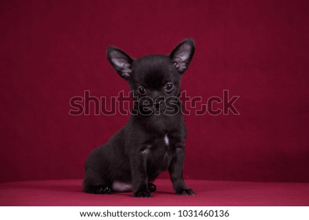 little black puppy on the table