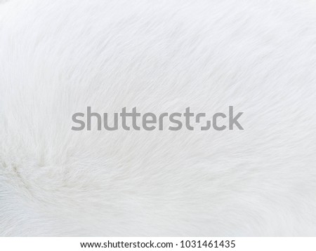Close up White fur background ,cat hair.Free space for product or logo and any idea for graphic