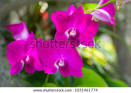 Dendrobium orchid flowers  at Queen Liliuokalani Botanical Garden, Honolulu, Hawaii
