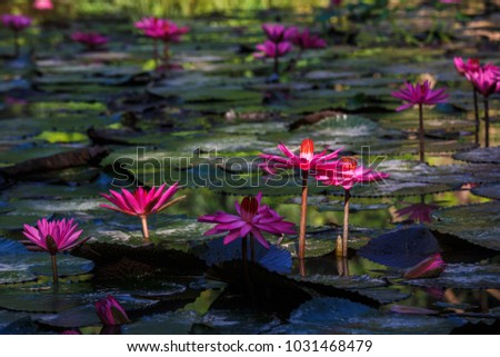 many Pink lotus on a pond, dark background