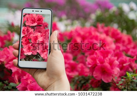 A hand with a phone photographs blooming azaleas. A girl takes on phone blossoming azaleas