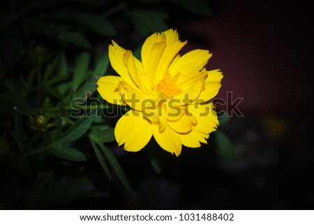 
Cosmic Yellow Cosmos Flower in garden isolated on black background