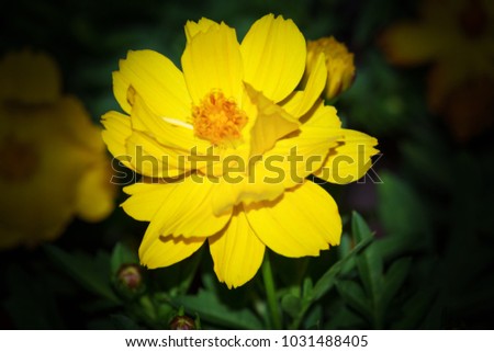 
Cosmic Yellow Cosmos Flower in garden isolated on black background