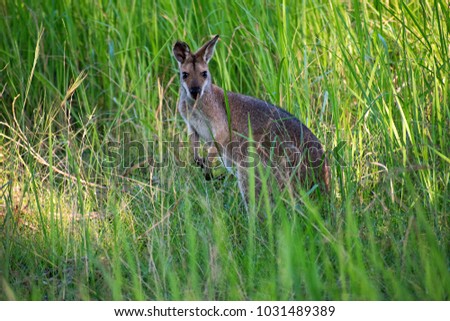 Young kangaroo in the wild at Mount Barney region in Australia 