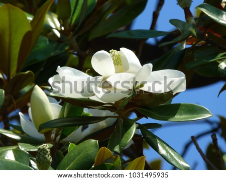 Flower of Magnolia grandiflora (southern magnolia, bull bay)