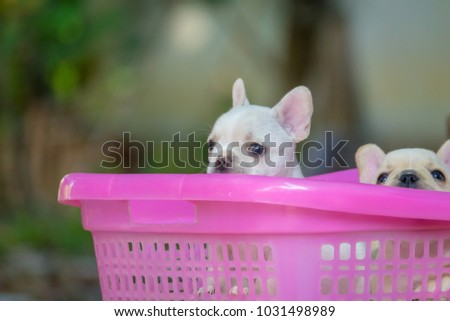 Cute little French bulldog on pink basket, close-up shot.