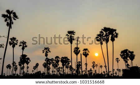 Silhouette of Rice fields and palm Sunset , Landscape silhouette sugar palm tree