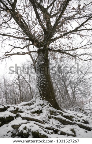 Oak tree with big roots during winter. Slovakia